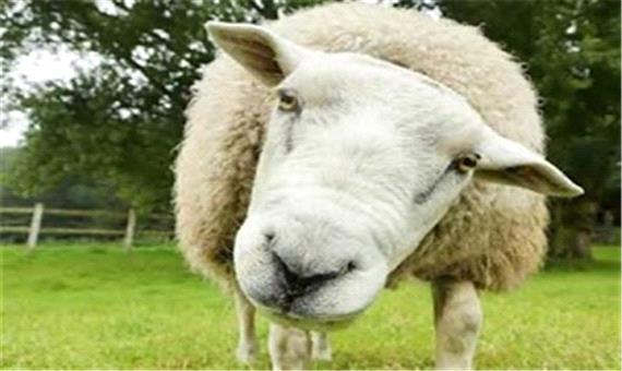 گوسفند‌های رومانیایی وارد ایران شدند!