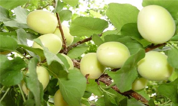 برداشت محصول زردآلو از  2 هزار و 708 هکتار باغ‌های یزد آغاز شد