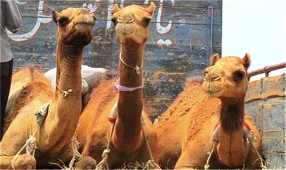 18 نفر شتر قاچاق در مهریز توقیف شد
