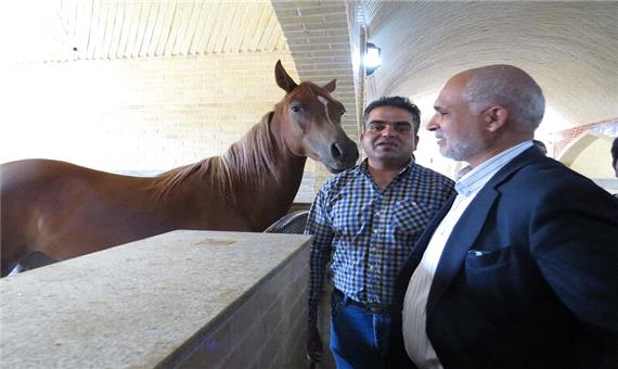 استان یزد با 400 مرکز، رتبه نخست پرورش اسب عرب کشور را دارد