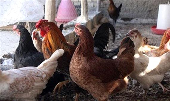 واکسینه 1.3 میلیون قطعه مرغ محلی علیه نیوکاسل در بافق آغاز شد