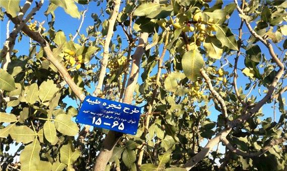درآمد هزار اصله درخت پسته در مهریز صرف زکات می‌شود