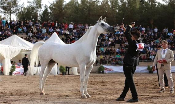 جشنواره‌های اسب در حفظ اصلاح نژاد آن موثر است