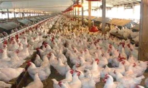 تولید سالانه سه هزار تن گوشت مرغ در بافق
