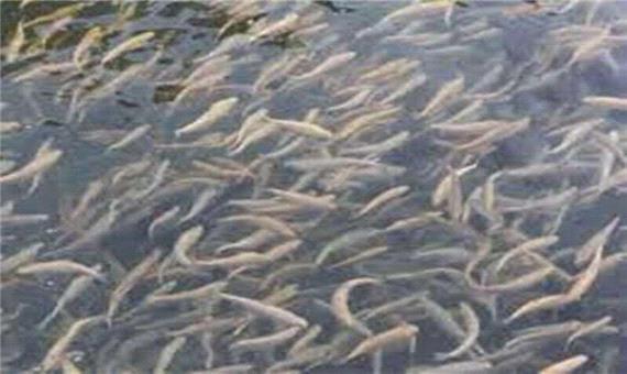 38 هزار بچه ماهی قزل آلا در بهاباد رهاسازی شد