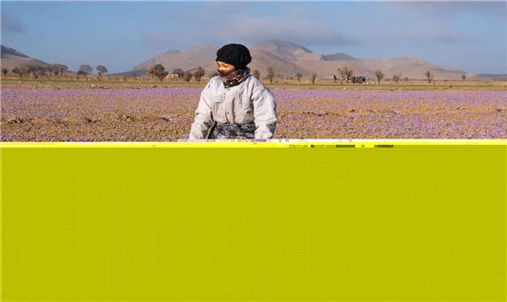 12 تن پیاز مرغوب زعفران در بافق توزیع شد
