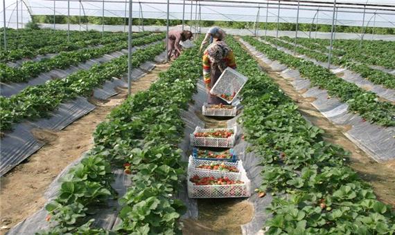 گلخانه‌ها، اقتصاد کشاورزی ایران را شکوفا می‌کنند