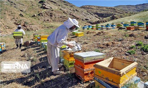 افزایش 40 درصدی تولید عسل در ابرکوه