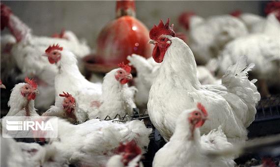 کاهش دمای هوا و احتمال شیوع بیماری آنفلوآنزای پرندگان در یزد