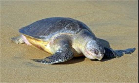 تخم‌گذاری لاک‌پشت زیتونی در سواحل جزیره کیش