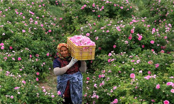 45 تن گل خشک محمدی در ابرکوه تولید شد