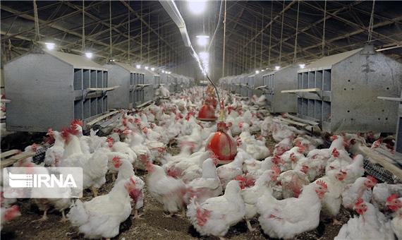 کرونا، بال و پر صنعت مرغداری یزد را شکست