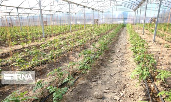 توسعه گلخانه‌های استاندارد در یزد راهکاری مناسب برای اشتغال است