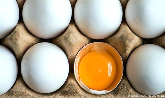 نرخ فروش تخم‌مرغ تا پایان شهریور ماه امسال 11000 تومان