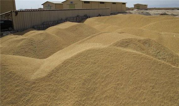 مدیر سازمان تعاون روستایی یزد: خرید گندم در استان  50 درصد افزایش یافت