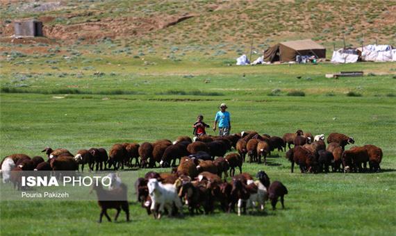واکسیناسیون دام‌های عشایر در دور افتاده‌ترین مناطق خارج از استان