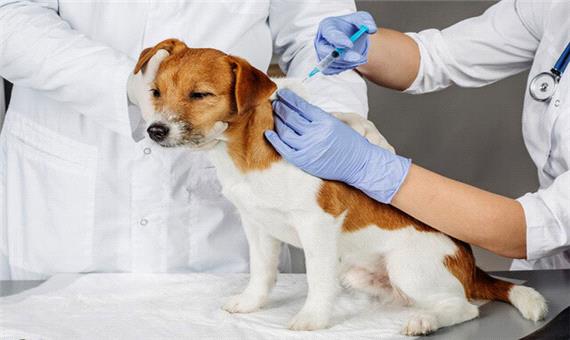 حیوانات خانگی ابرکوه رایگان واکسینه می‌شوند
