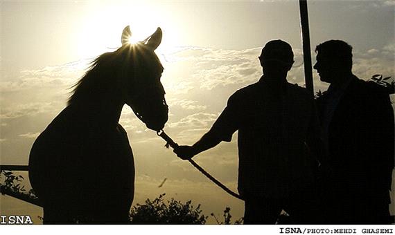 اقتصاد صنعت اسب با توسعه صادرات شتاب می‌گیرد