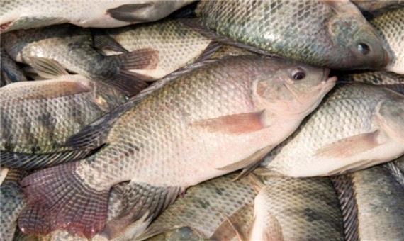 صید ماهی تیلاپیا در استخرهای مهریز آغاز شد