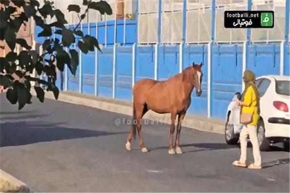 حضور عجیب دو اسب بی‌زین و افسار در مقابل کمپ تمرینی استقلال!