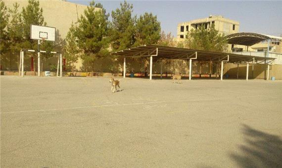 سگهای ولگرد، مخل آرامش شهروندان یزدی
