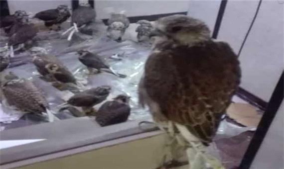 کشف وضبط محموله قاچاق 22 پرندگان شکاری در عسلویه