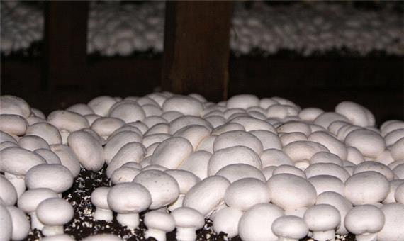تاثیر کرونا بر بازار کار تولیدکنندگان قارچ در یزد