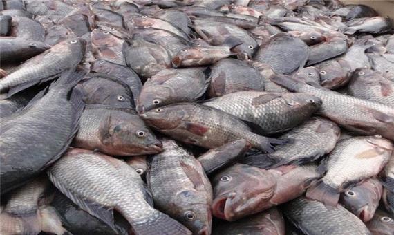 تولید 170 تن ماهی تیلاپیا در یزد طی 6 ماهه اول امسال
