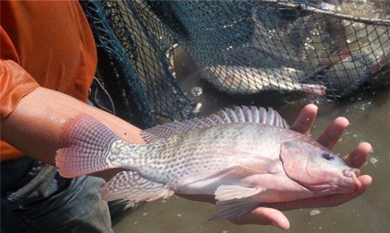 تولید 170 تن ماهی تیلاپیا در یزد در 6 ماه اول 99