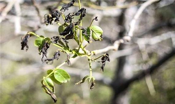 باغداران یزد اقدام حفاظتی برای پیشگیری از سرمازدگی درختان انجام دهند