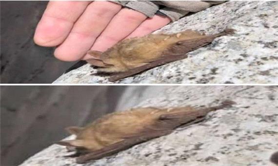 ثبت حضور خفاش حنایی در غار‌های یزد