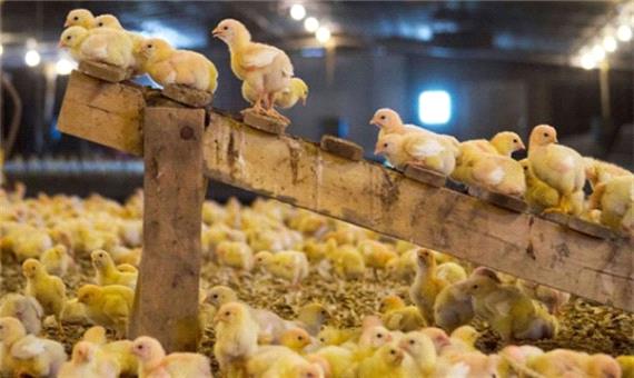 مرغ در یزد دوباره گران می شود؟!/فروش جوجه یک روزه بالاتر از قیمت مصوب
