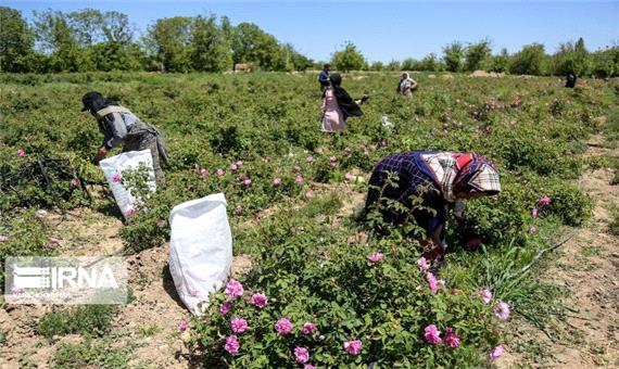 برداشت د گل محمدی در یزد 15 درصد افزایش دارد