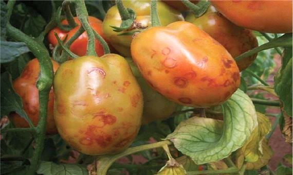 گلخانه‌داران مراقب بیماری ویروسی گوجه فرنگی باشند