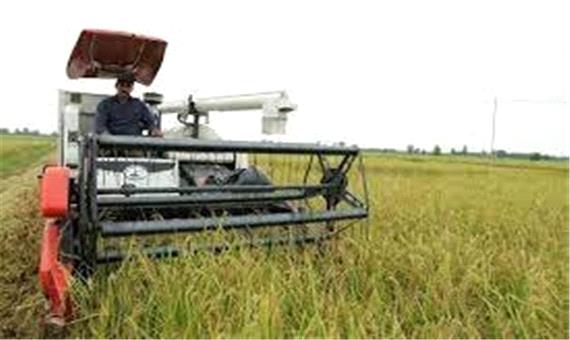 کاهش 50 درصدی برداشت گندم در قطب کشاورزی یزد