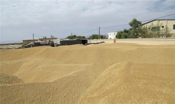 هزار و 500 تن گندم مازاد بر مصرف کشاورزان یزد خریداری شد