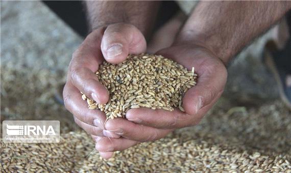 برداشت محصول گندم در بافق 10 درصد افزایش یافت