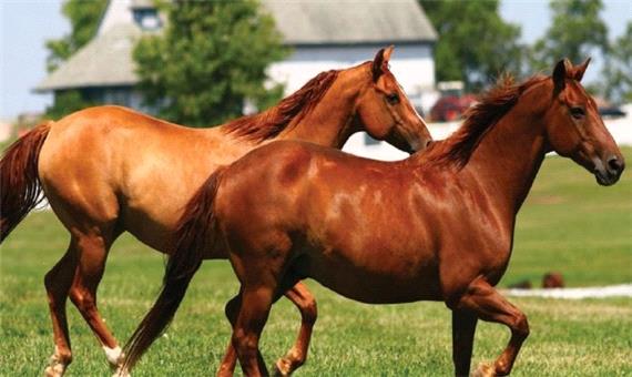 افتتاح اولین مجموعه گردشگری اسب کشور در یزد/ جایگاه برتر یزد در صنعت اسب