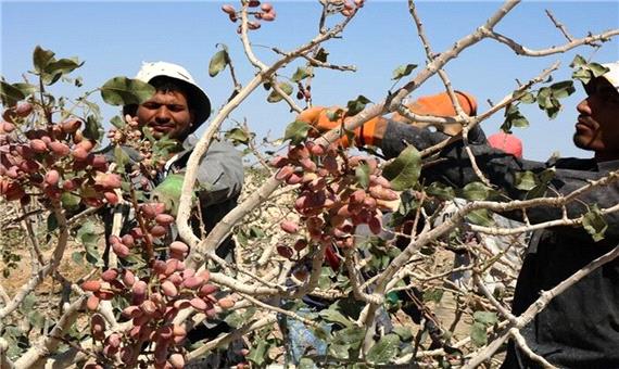 مدیر جهاد کشاورزی:  امسال محصول پسته در مهریز 70 درصد کاهش یافت
