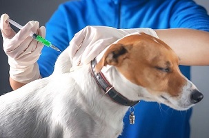 اولین واکسن ضد کرونای حیوانات تولید شد