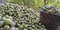 برداشت ۷۵ تن گردو از باغات خضرآباد آغاز شد