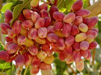 افزایش ۳۰ درصدی تولید پسته در استان یزد