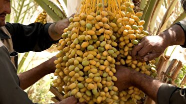 بافق میزبان چهارمین جشنواره خرما