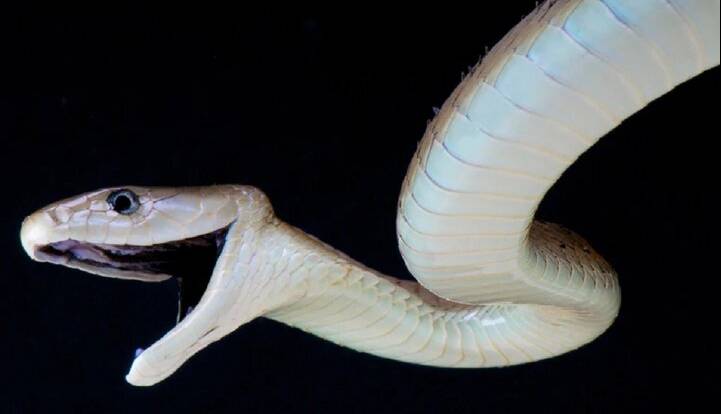 یک پادزهر برای ۱۷ نوع مارگزیدگی ساخته شد