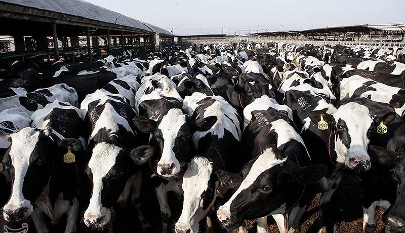 شیوع جدی تب‌برفکی در برخی دامداری‌ها و خطر احتمالی کمبود لبنیات و گوشت