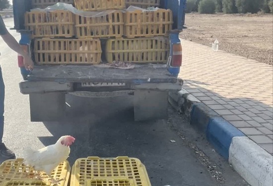 ممنوعیت خرید مرغ زنده از فروشندگان دوره گرد