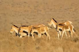 شناسایی بیش از ۱۰۵ گونه جانوری در مناطق حفاظت‌شده مهریز