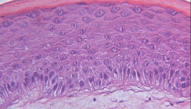 طراحی پوست مصنوعی که رنگ و بافت خود را در مقیاس نانو تغییر می‌دهد
