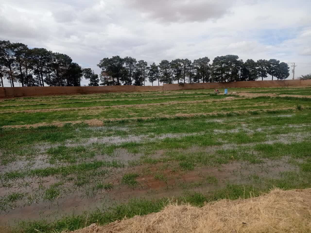 اجرای طرح ملی گندم با رویکرد مقاومت در برابر تنش خشکی در زارچ