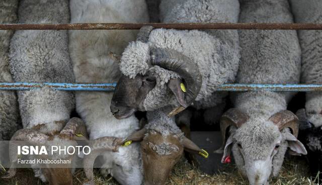 قیمت‌ها عقب نشستند؛ رقابت در بازار گوشت شروع شد